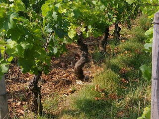 Reben im Romanée St. Vivant