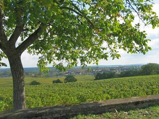 Weinberge bei Puligny-Montrachet