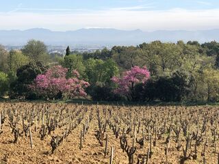 Landschaft bei Château Rayas  (© B. Bruun)